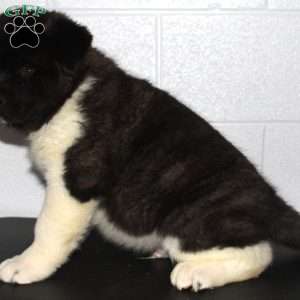 Lyle, Akita Puppy